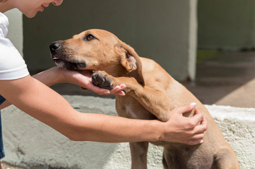 Defesa dos Animais